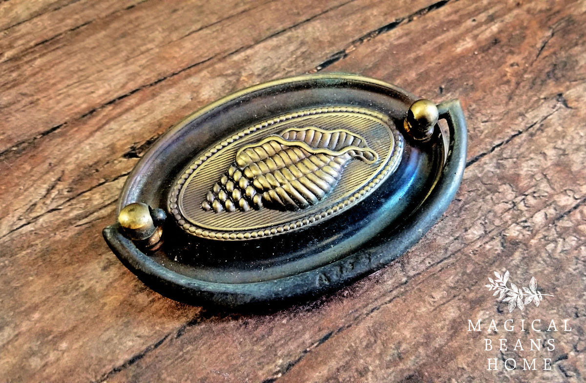 Antique Keeler Brass Co Oval Sea Shell Hepplewhite Drawer Pulls Magical Beans Home
