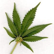 10Ml,E-liquid,(Mary,Jane),weed , Mary Jane , Cannabis