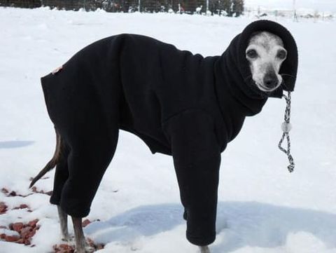The,Ultimate,Outdoor,Winter,Dog,Suit,BLACK,ONLY,italian greyhound bodysuit,winter coat,greyhound,snood,windpro_fleece,polartec,custom_made,warm IG clothes,dachshund,malden mills windpro fleece, iggy gear, iggy coat, 