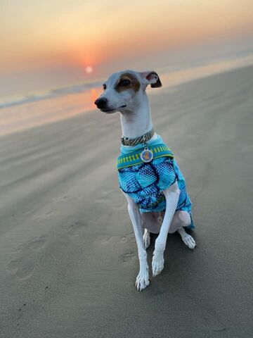 K9,Sunwear™,No-Burn,VEST,sleeveless,UV,protection-custom,made,k9 sunwear, spoiled bratzwear, best dog clothes, italian greyhound clothes, italian greyhound hoodie, dog clothes, uv protective sun clothing