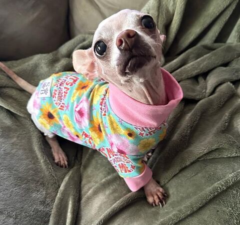 I'm,the,Problem,Cotton,Knit,Dog,Romper