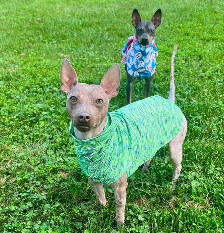 K9,Sunwear™,Cool,Blast™,VEST,with,UV,50+,protection,for,dogs,cooling dog shirt, sun dog shirt, italian greyhound sun protection, IG clothes, italian greyhound clothing