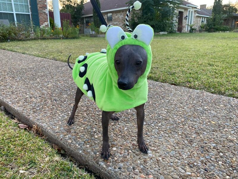 Dogerpillar Glow in the Dark Original Halloween Costume for Dogs - product images  of 