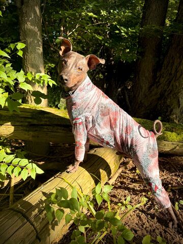 Taneeez™,Suits-gentle,tanning,for,hairless,breeds,dog tanning suit, tan through dog clothing , k9 sunwear