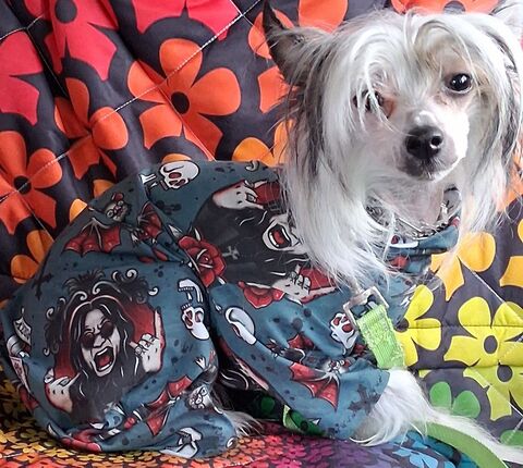TEAL,Prince,of,Darkness,Bamboo,Jersey,Dog,ROMPER,halloween
