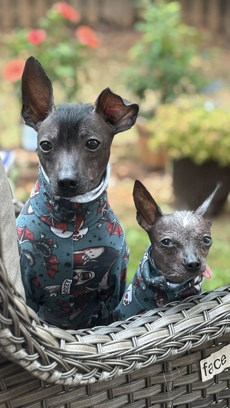 TEAL Prince of Darkness Bamboo Jersey Dog ROMPER - product images  of 