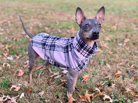 Cuddle,Vest,Premium,Fleece,Dog,or,Cat,Warmer,MANY,PRINTS,italian greyhound snow suit, best italian greyhound clothes, iggy gear, italian greyhound outfitters