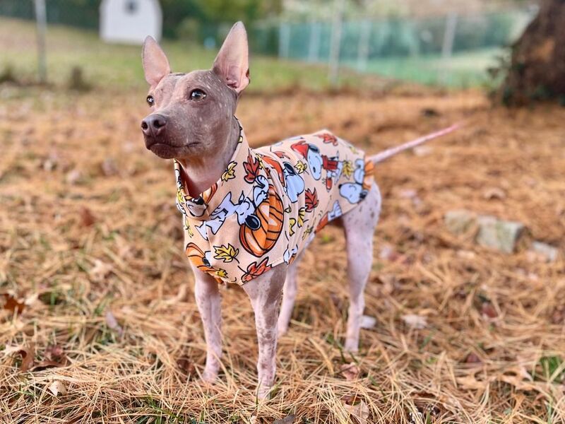 Cuddle Vest Premium Fleece Dog or Cat Warmer MANY PRINTS - product images  of 