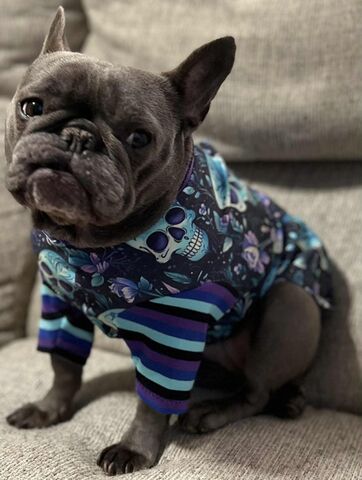 Several,new,sugar,skull,prints,tshirt,cotton,lycra,knits