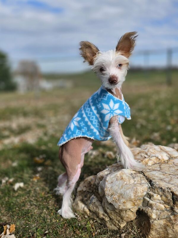 Simple Wrap Fleece Dog Coat-many prints - product images  of 