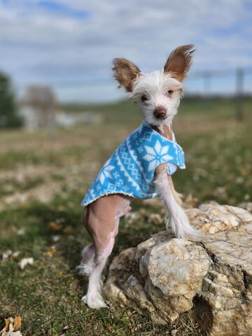 Simple,Wrap,Fleece,Dog,Coat-many,prints,hairy junebugs, custom dog coat, warm coat, fluffy dog coat