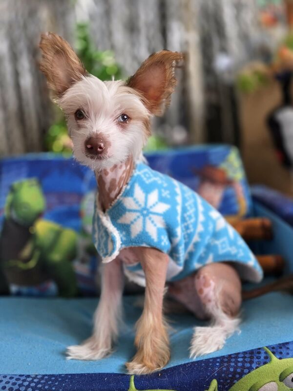 Simple Wrap Fleece Dog Coat-many prints - product images  of 