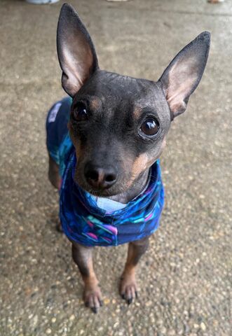 Soft,and,Stretchy,Cotton,Knit,Sleeveless,Shirt,,many,prints,organic dog clothes, italian greyhound clothes