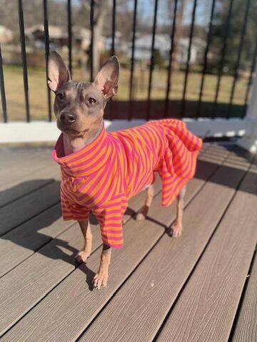 Raspberry,Mango,Stripe,Cotton,Knit,Dog,Romper,or,Dress,italian greyhound clothes, best IG clothing