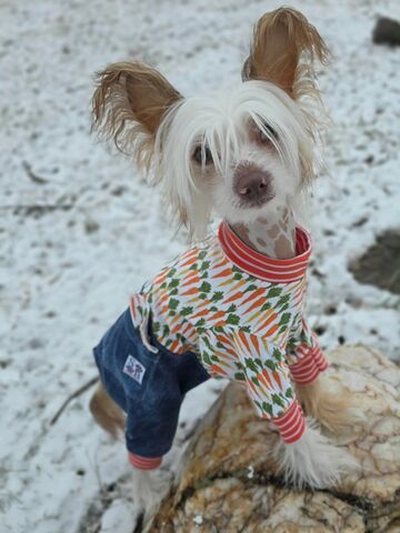 Easter,Carrots,and,Jeans,Flannel,Knit,Dog,Romper
