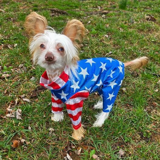 Patriotic USA Stars 'n Stripes K9 Sunwear Suit - product images  of 