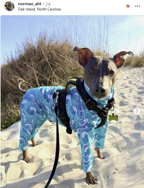 K9 Sunwear™ Full Body NO BURN SUIT-UV protection - product images  of 