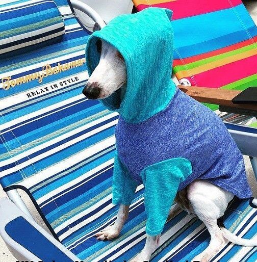 K9 Sunwear™ Heathered HOODIE UV Protection for Italian greyhounds and small dogs - product images  of 