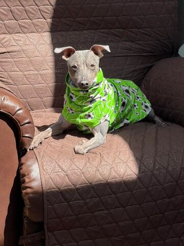 Soft,Cotton,Knit,Sleeveless,Shirt,,many,prints,organic dog clothes, italian greyhound clothes