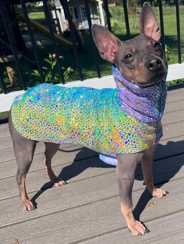 Dragon,Scale,Shimmer,Summer,Coat-2,colorways