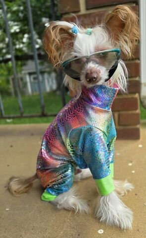 K9,Sunwear™,Full,Body,NO,BURN,SUIT-UV,protection,sun protective dog clothing, Dog suit,sun_protection,italian_greyhound,hairless_dog,custom_made,UV_protection,dog_suit,summer,sun_suit,lightweight,breathable,spoiled_bratzwear,xolo,solar_suit,UV sun blocking fabrics