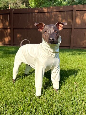 Tick,Check,Full,Body,NO,BURN,SUIT-UV,protection,tick off, tick protection, sun protective dog clothing, Dog suit,sun_protection,italian_greyhound,hairless_dog,custom_made,UV_protection,dog_suit,summer,sun_suit,lightweight,breathable,spoiled_bratzwear,xolo,solar_suit,UV sun blocking fabrics