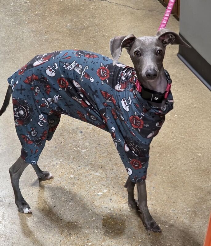 TEAL Prince of Darkness Bamboo Jersey Dog ROMPER - product images  of 