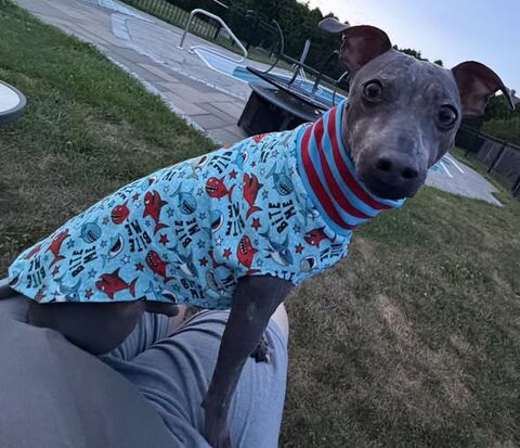 Sassy,Sharks,Custom,Cotton,Knit,Sleeveless,Summer,Shirt