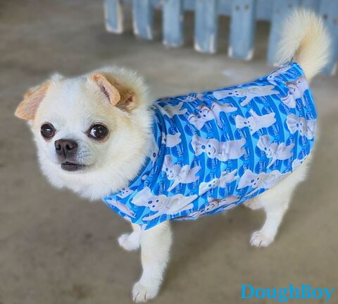 Soft,Cotton,Knit,Sleeveless,Shirt,,many,prints,organic dog clothes, italian greyhound clothes