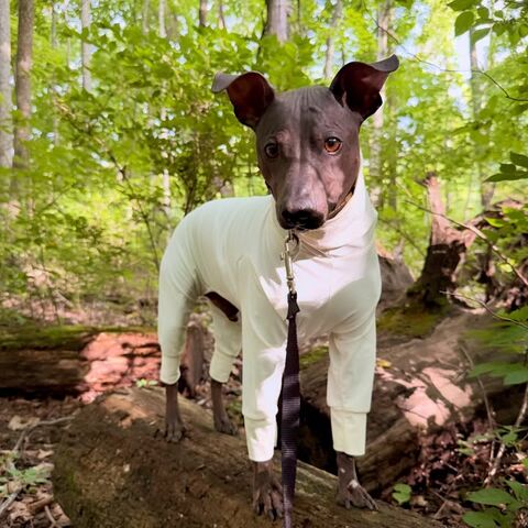 Tick,Check,Full,Body,NO,BURN,SUIT-UV,protection,tick off, tick protection, sun protective dog clothing, Dog suit,sun_protection,italian_greyhound,hairless_dog,custom_made,UV_protection,dog_suit,summer,sun_suit,lightweight,breathable,spoiled_bratzwear,xolo,solar_suit,UV sun blocking fabrics