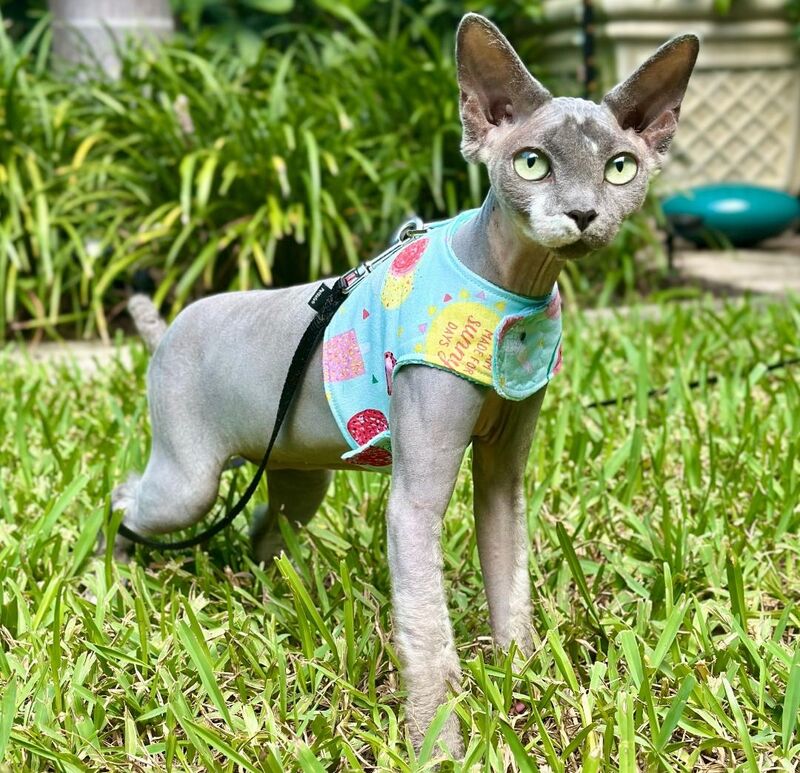 Soft Cotton Cat Harness with Bamboo Velour Lining - product images  of 