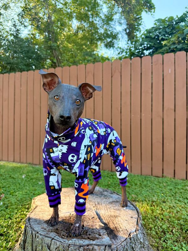BOO! Haunted House Organic Cotton Knit Halloween Dog Romper - product images  of 