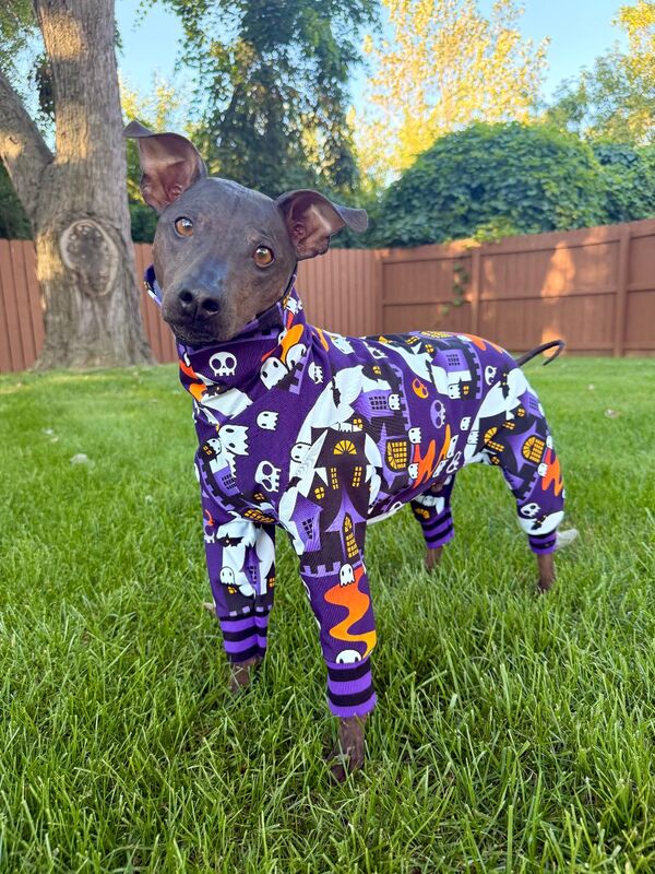 BOO! Haunted House Organic Cotton Knit Halloween Dog Romper - product images  of 