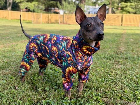 Jeweled,Pumpkins,SKINNY,FLEECE,Dog,Romper,italian greyhound, american hairless terrier clothes, chinese crested winter suit