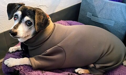 Cozy,Stretch,K9,Activity,Suit,custom,made-COLORS,stretchy dog suit