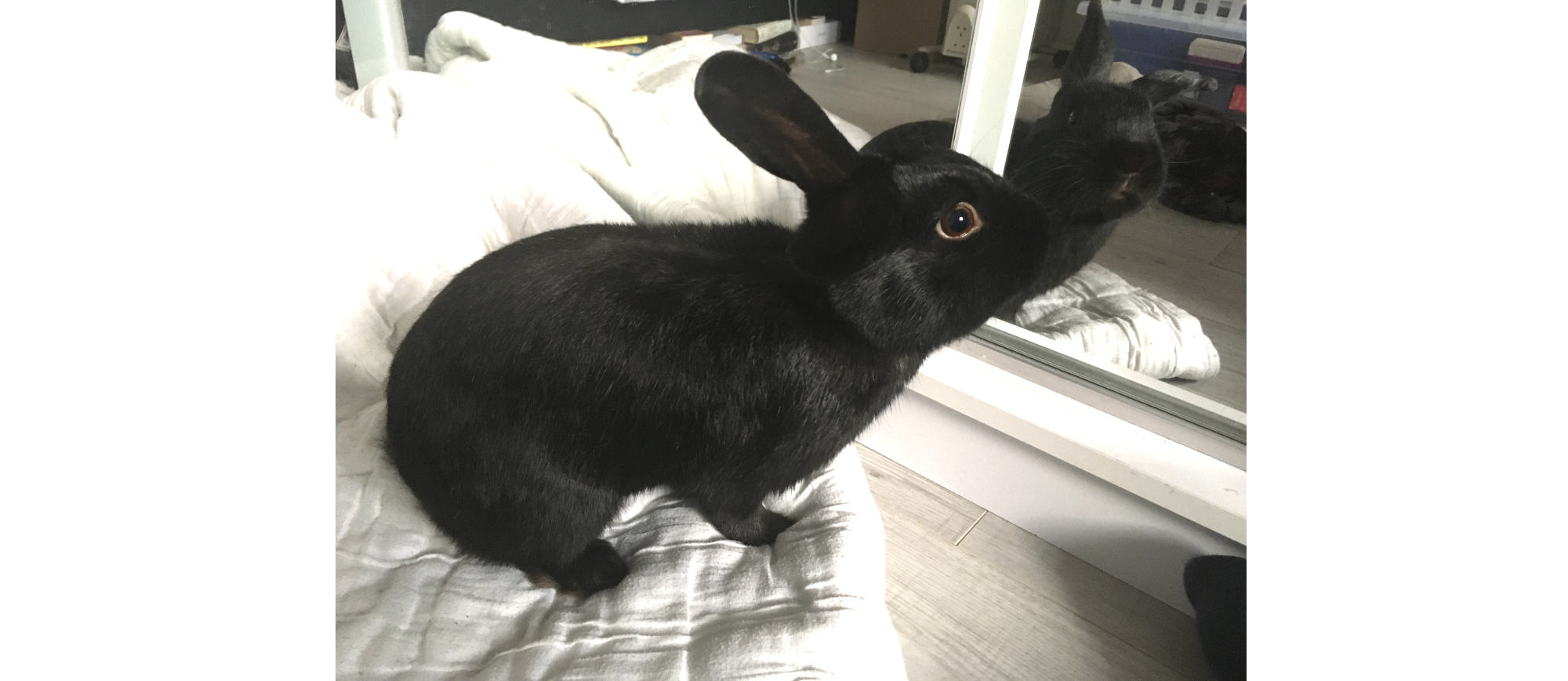 MARTIN IN THE MIRROR