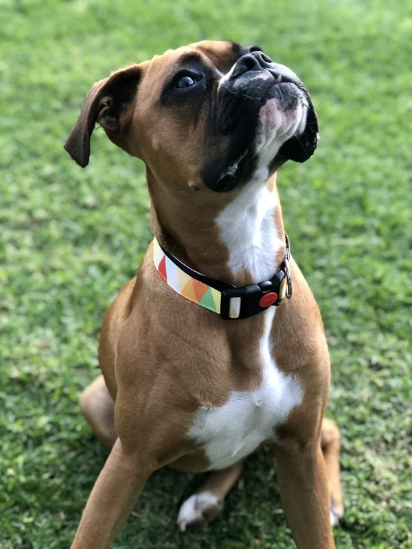 CITRUS GEOMETRIC - product images  of 