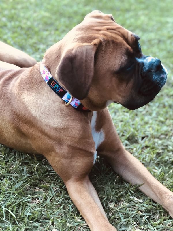 FLAMING FLAMINGOES - product images  of 