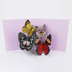 Product images  of 