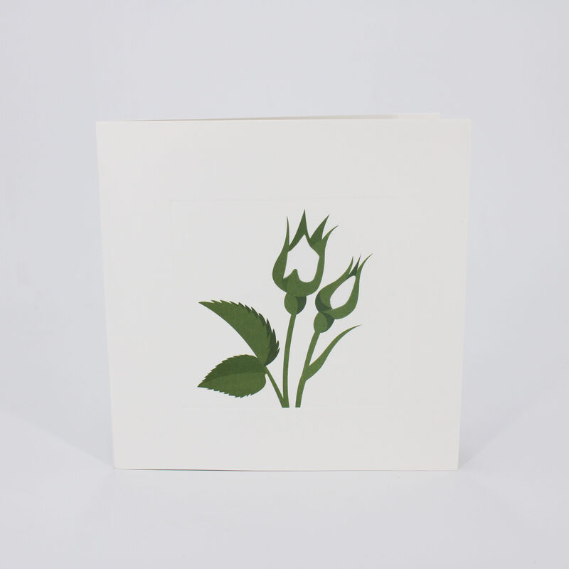 2toTango - Simply A Rose: White - product images  of 