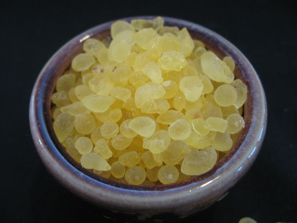 Gum Mastic, Pistacia lentiscus Brush Creek Wool Works